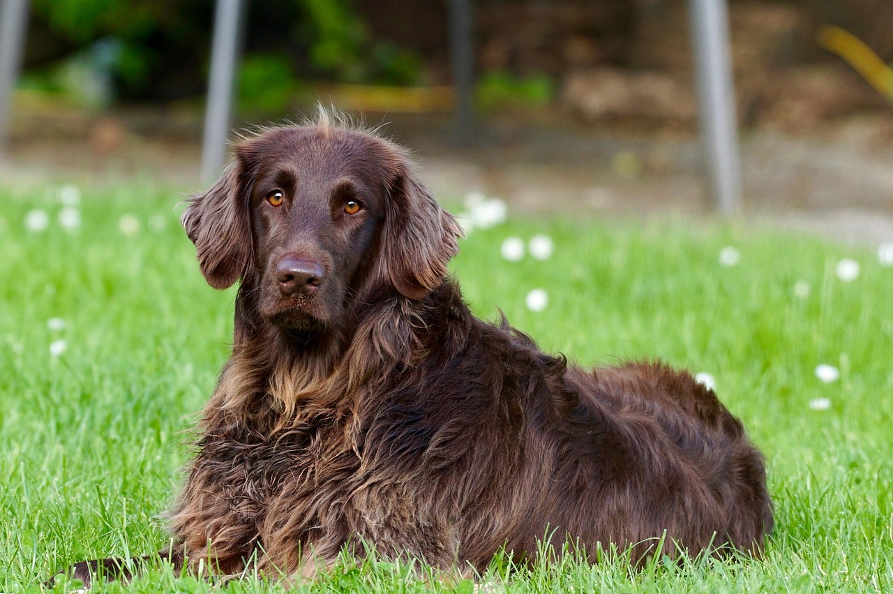 German Longhaired Pointer - a deep-chested breed at higher risk for bloat and GDV