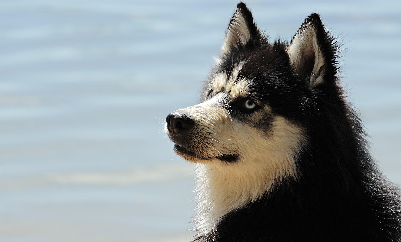 Husky in warm weather - thick double-coated breeds like Huskies need extra protection from heat